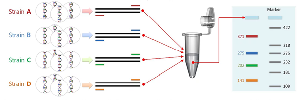 Multiplex PCR: What is Multiplex PCR? Multiplexing assay - DNA ...